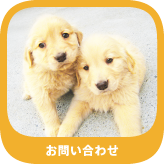犬のしつけ