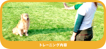 犬のしつけ