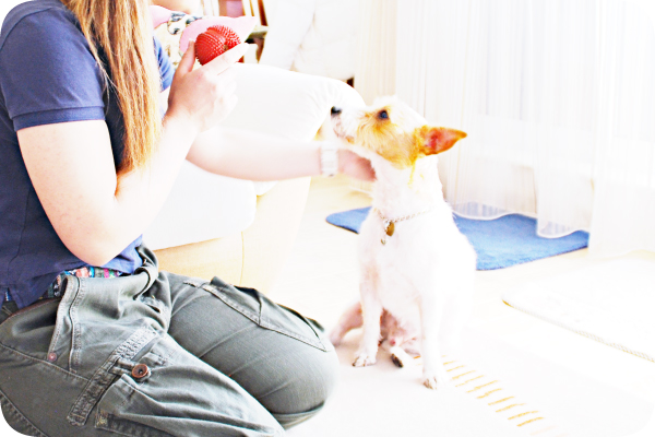 ドッグトレーニング