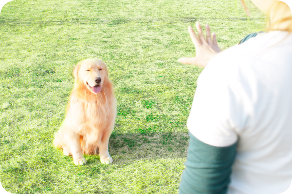 ドッグトレーニング